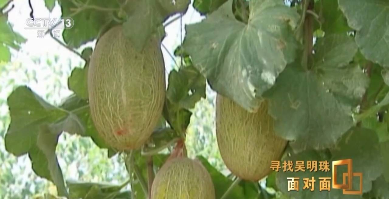 皇冠信用网出租足球
_面对面丨中国人的吃瓜自由要感谢她皇冠信用网出租足球
!吴明珠说她的一生就是结几个好瓜献给人民