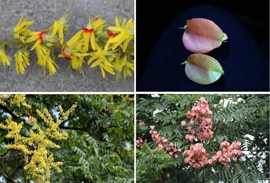 皇冠信用網代理如何注册_上海天气大反转!雨水+冷空气来袭皇冠信用網代理如何注册,气温将骤降...“差不多行了,再热就不礼貌了”